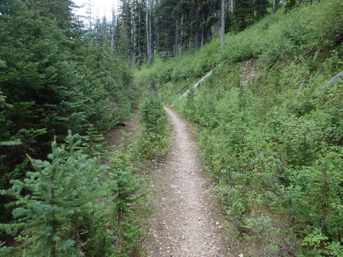 GDMBR: The valley floor was showing itself through the trees and shrubs.